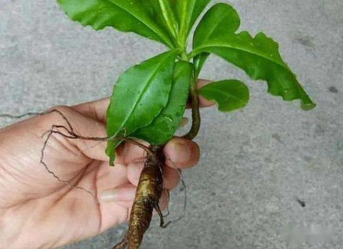 鄉野奇珍 德慶“土人參”的逆襲，從山間野菜到致富金苗